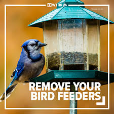 remove bird feeders
