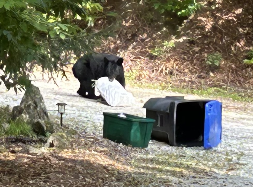 Bear carrying trash Bear carrying trash